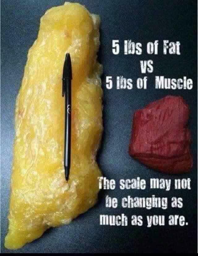 Muscle V Fat 64